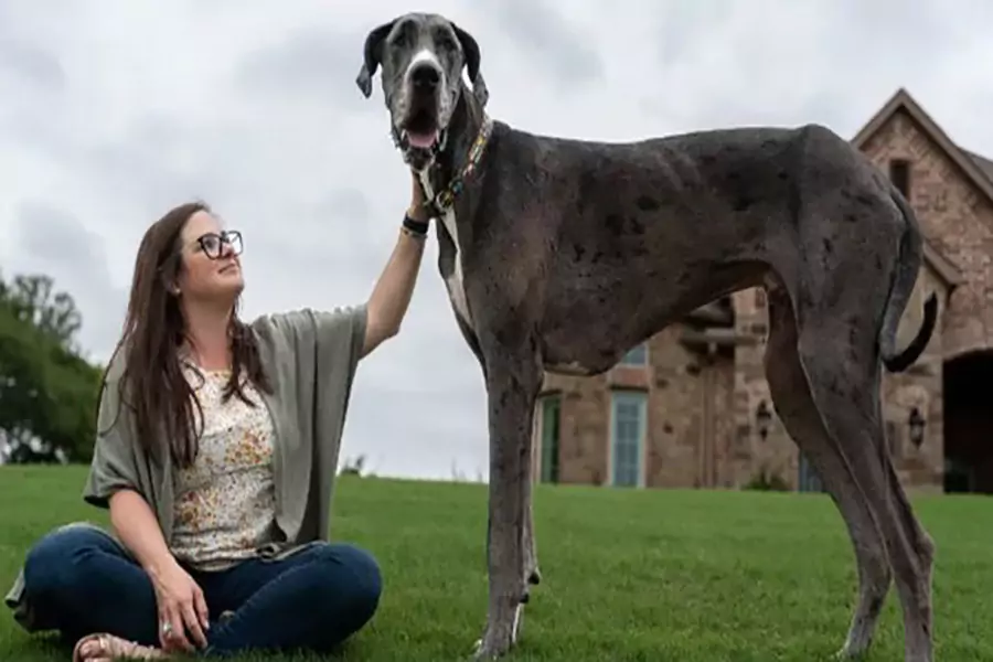 Zeus Dikukuhkan Jadi Anjing Jantan Paling tinggi di Dunia, Habiskan Lebih dari 2 Kg Makanan Satu hari